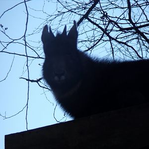 Chinese goral 1.1.24