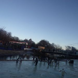 Penguins rock in winter 1.1.24