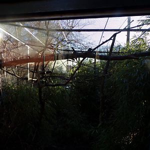 Female Red-bellied lemur enclosure 1.1.24