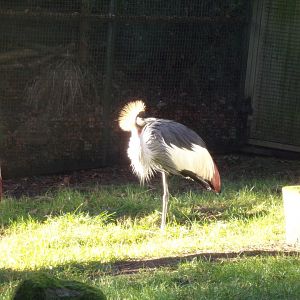 East African crowned crane 1.1.24