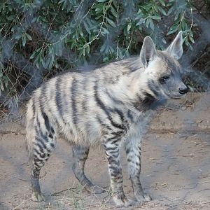 Striped Hyena (Hyena hyena)