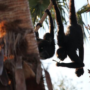 Black-headed Spider Monkey (Ateles fusciceps)