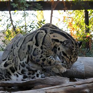 Clouded leopard (Neofelis nebulosa)