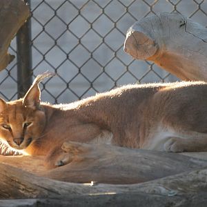 Caracal (Caracal caracal)
