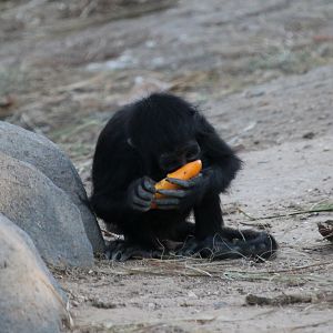 Young Spider Monkey eating fruit
