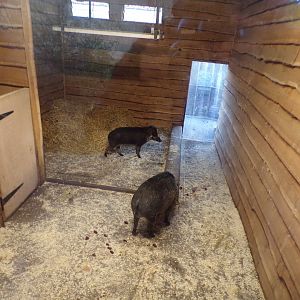 Visayan warty pig indoors 1.1.24