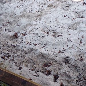 Pygmy hippo footprints in the sand 1.1.24