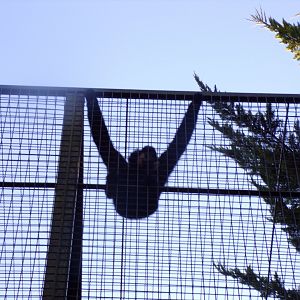 Male Buff-cheeked gibbon 1.1.24