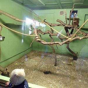 Female red-bellied lemur indoors 1.1.24