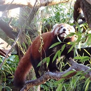 Red panda 1.1.24