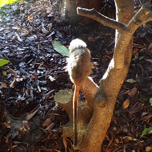 Cotton topped tamarin 1.1.24