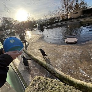 Penguins and a bubble machine 13.1.24