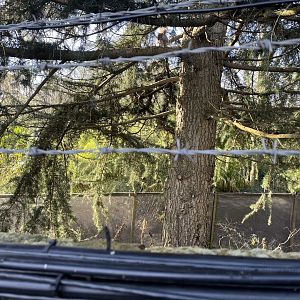 Former monkey walkthrough from outside the zoo 13.1.24