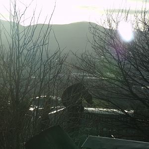 Sun bear and a view 13.1.24