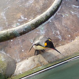 King penguin 13.1.24