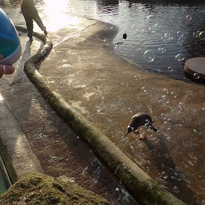 Gentoo penguins and bubbles 13.1.24