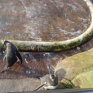 Gentoo penguins and bubbles 13.1.24