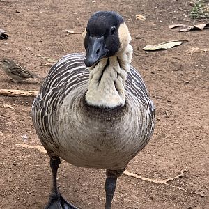 Hawaiian Goose (Branta sandvicensis)