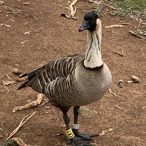 Hawaiian Goose (Branta sandvicensis)