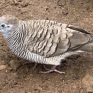 Zebra Dove