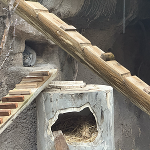 Female Pallas's Cat - Habitat 2 - Asian Highlands