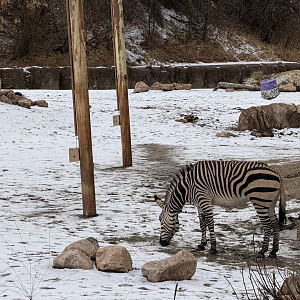 Female Hartmann's Mountain Zebra - The Grasslands - African Savanna