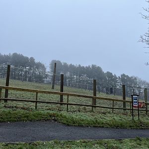 Prezwalski’s horse paddock 10.2.24