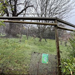 Temporarily empty crowned lemur enclosure 10.2.24