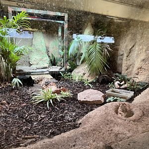 Former Black and white tegu enclosure 10.2.24