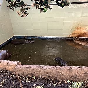 Pygmy hippos in the indoor pool 10.2.24