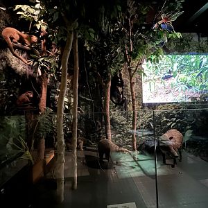 View of some of the species in the South America section (taken in Kelvingrove museum) 12.2.24