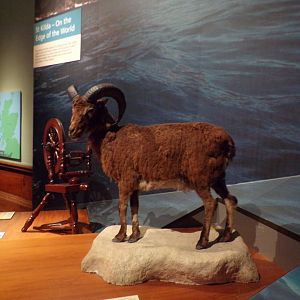 St. Kilda sheep (taken in Kelvingrove museum) 12.2.24