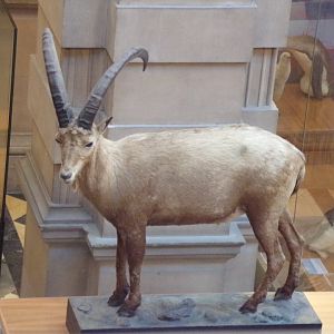Ibex (taken in Kelvingrove museum) 12.2.24