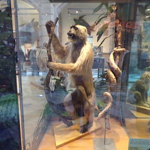 Hanuman langur and reticulated python (taken in Kelvingrove museum) 12.2.24