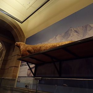 Weddell seal (taken in Kelvingrove museum) 12.2.24