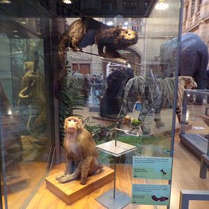 Lineated barbet, binturong and Rhesus macaque (taken in Kelvingrove museum) 12.2.24