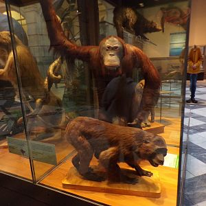 Sulawesi macaque and orangutan (taken in Kelvingrove museum) 12.2.24