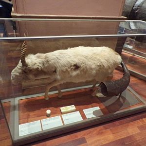 Saiga antelope (taken in Kelvingrove museum) 12.2.24