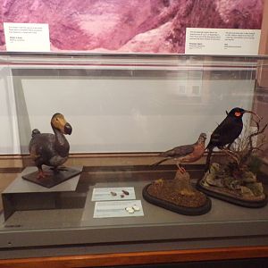 Extinct species- Huia, dodo and passenger pigeon (taken in Kelvingrove museum) 12.2.24