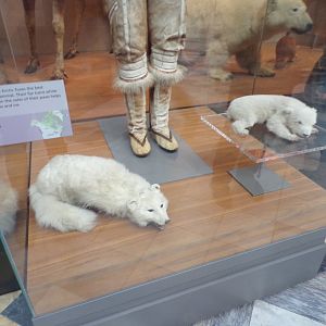 Arctic fox and polar bear cub (taken in Kelvingrove museum) 12.2.24