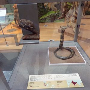 Treeshrew and Indian cobra (taken in Kelvingrove museum) 12.2.24