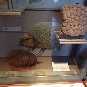 Hairy armadillo and piece of glyptodon shell (taken in Kelvingrove museum) 12.2.24