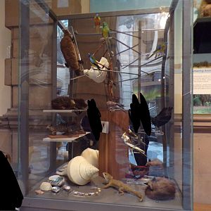 Australasian animals display (taken in Kelvingrove museum) 12.2.24
