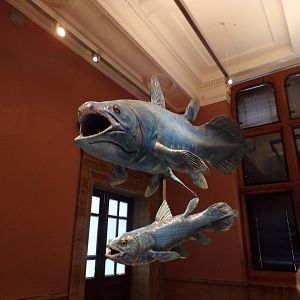 Coelacanth models  (taken in Kelvingrove museum) 12.2.24