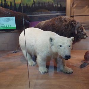 Polar bear and muskox (taken in Kelvingrove museum) 12.2.24