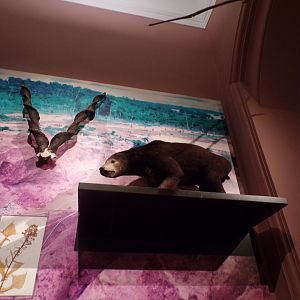 Sun bear (taken in Kelvingrove museum) 12.2.24