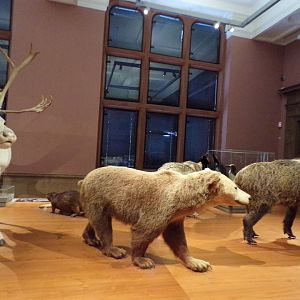 Reindeer, Brown bear and wild boar (taken in Kelvingrove museum) 12.2.24