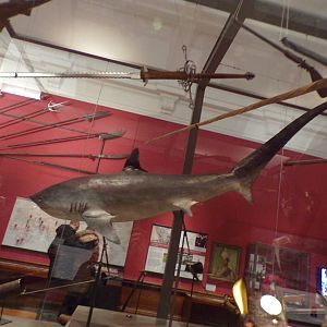 Thresher shark (taken in Kelvingrove museum) 12.2.24