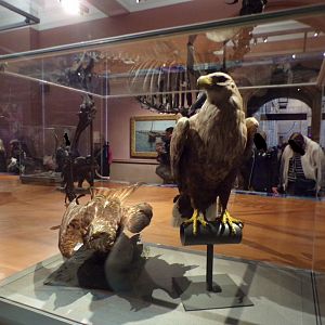 White-tailed sea eagle (taken in Kelvingrove museum) 12.2.24