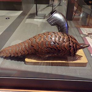 Pangolin (taken in Kelvingrove museum) 12.2.24